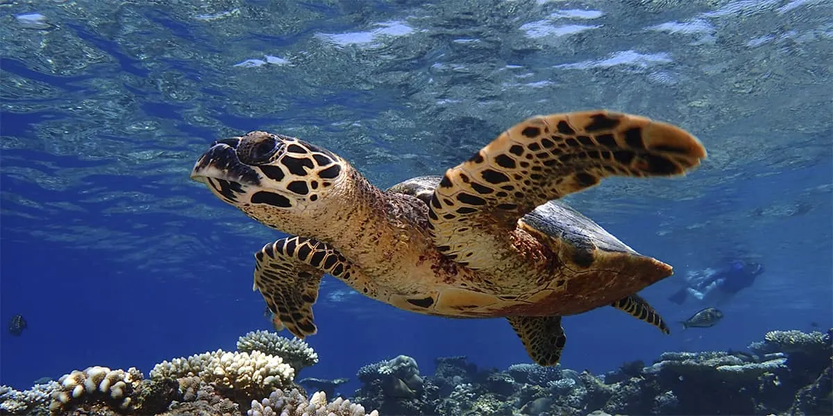 Hawksbill turtle swimming over a coral reef