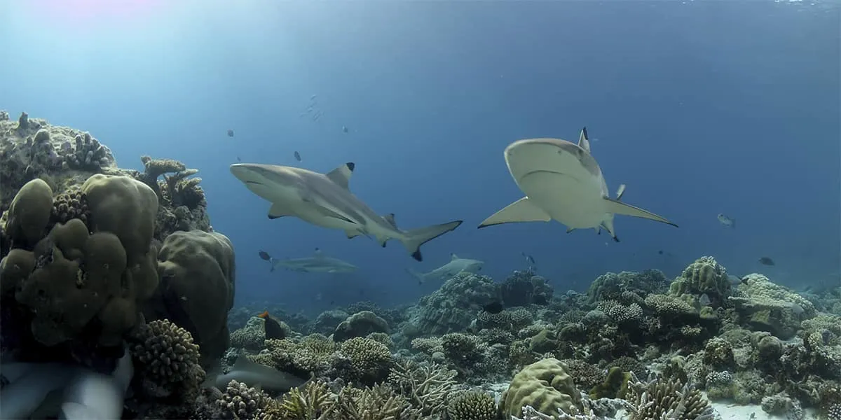 Blacktip reef sharks swimming over a coral reef