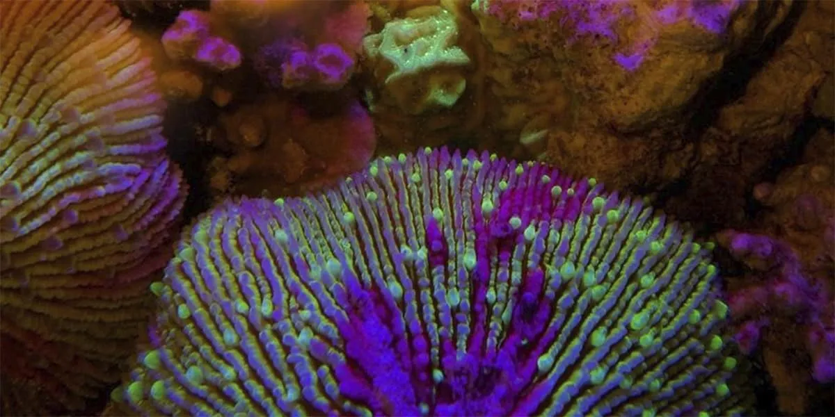 Close-up of purple and green corals on a reef
