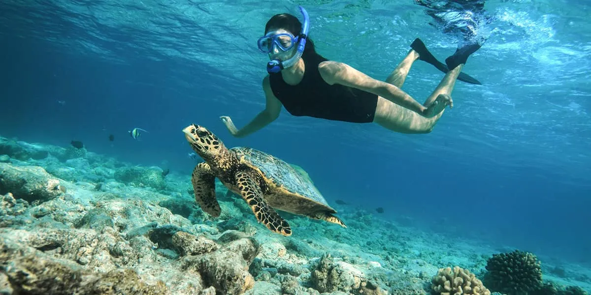 Snorkeller swimming beside a hawksbill turtle over a coral reef