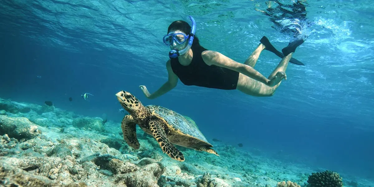 Snorkeller swimming beside a hawksbill turtle over a coral reef