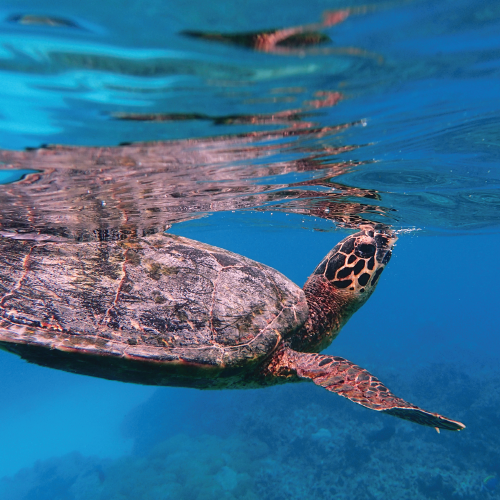 BAROS MALDIVES LAUNCHES NEW HUB TO RAISE AWARENESS ON DELICATE MARINE ENVIRONMENT