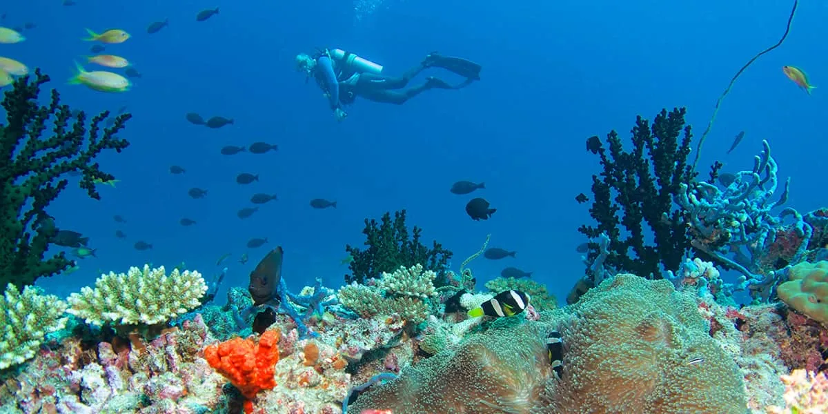 Scuba diver swimming above a colourful coral reef with reef fish