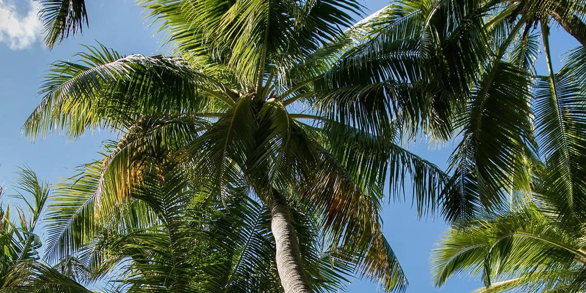 Looking up at tall coconut palms against a blue sky