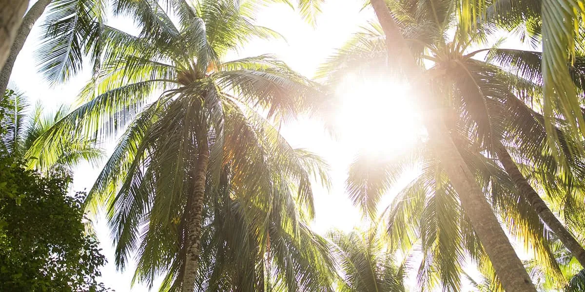 Sunlight shining through the fronds of coconut palms
