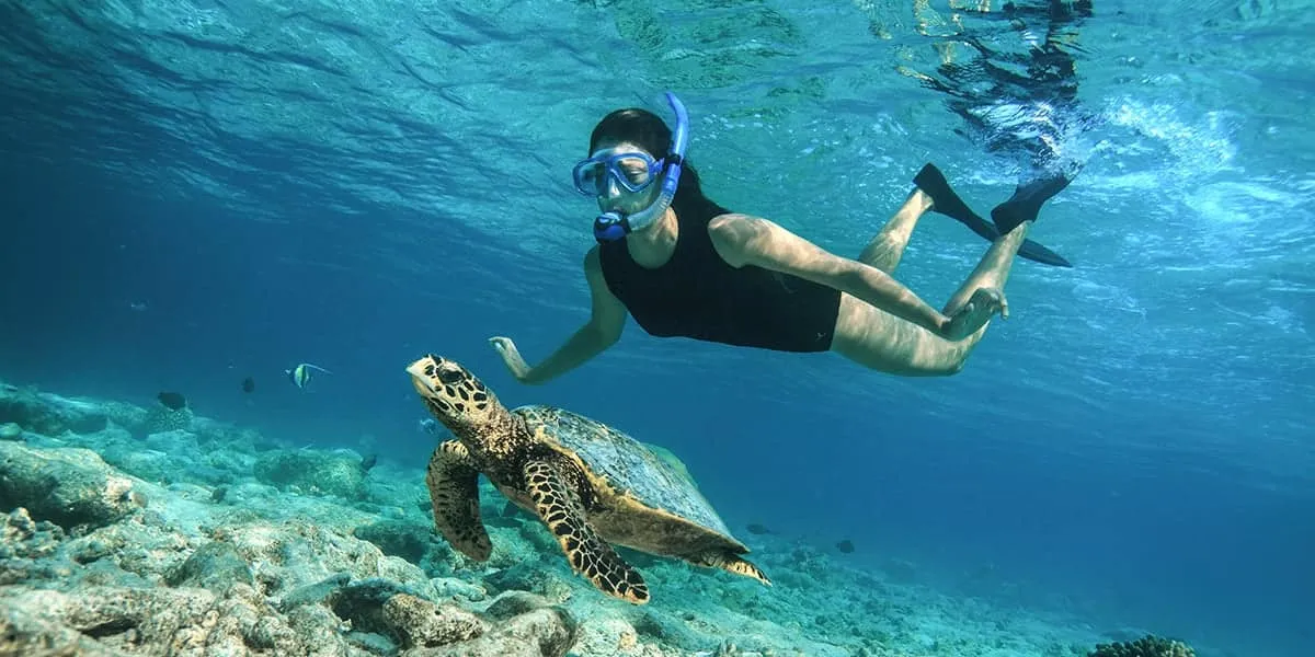 Snorkeller swimming beside a hawksbill turtle over a coral reef