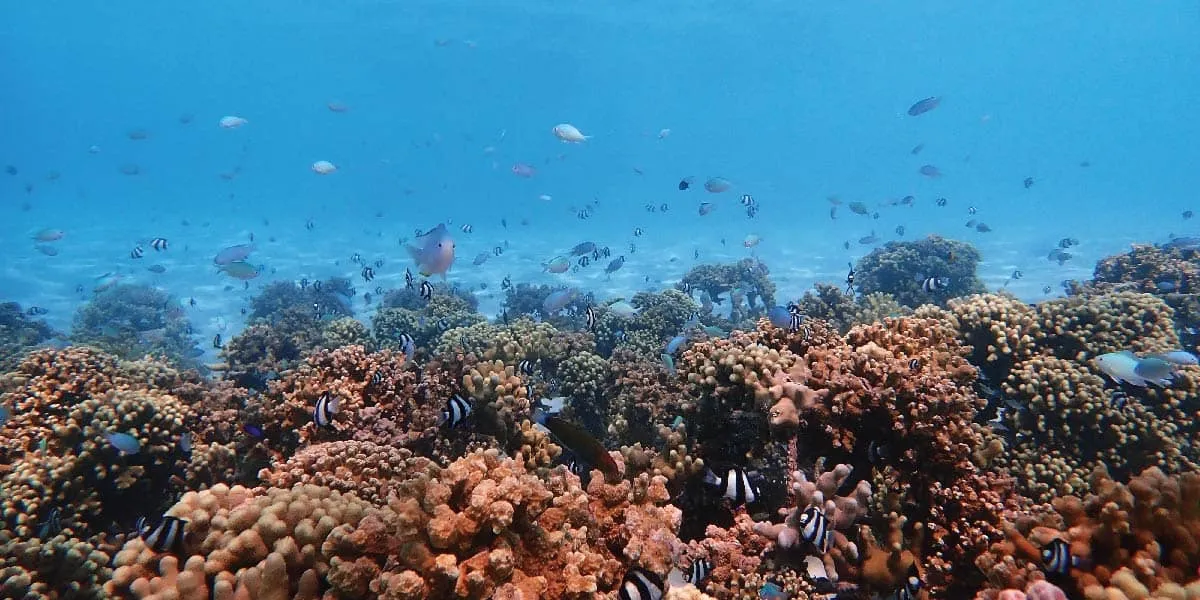 Reef fish swimming over a vast coral reef