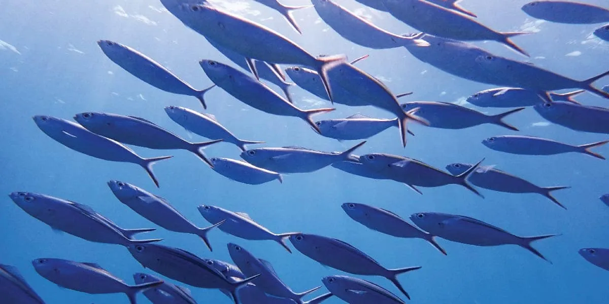 School of silver fish swimming in blue open water