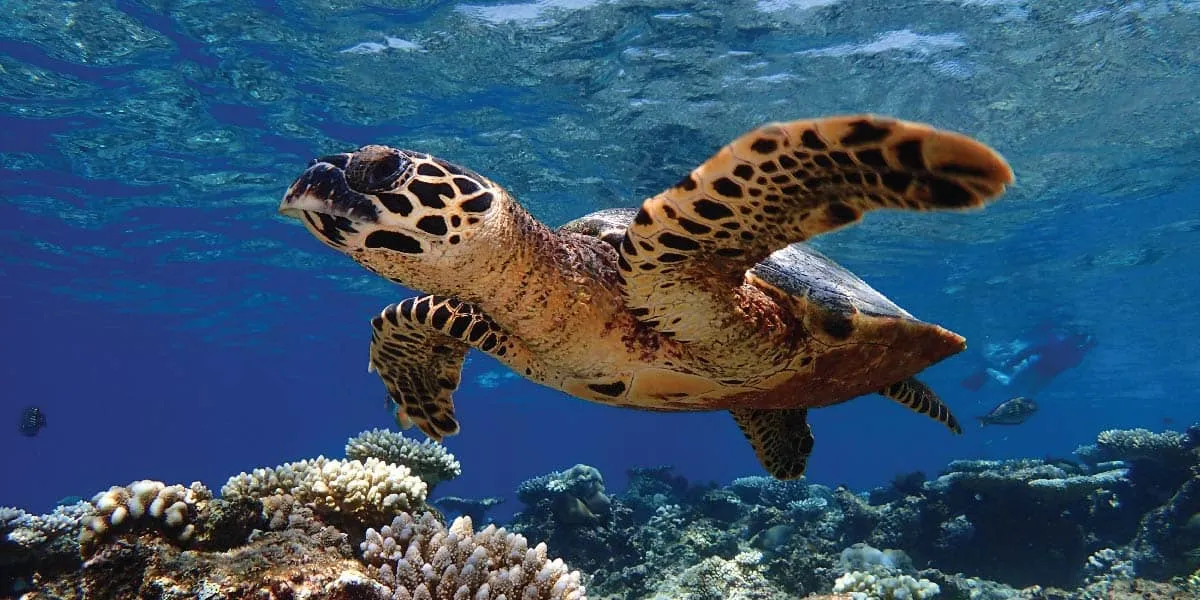 Hawksbill turtle swimming over a coral reef