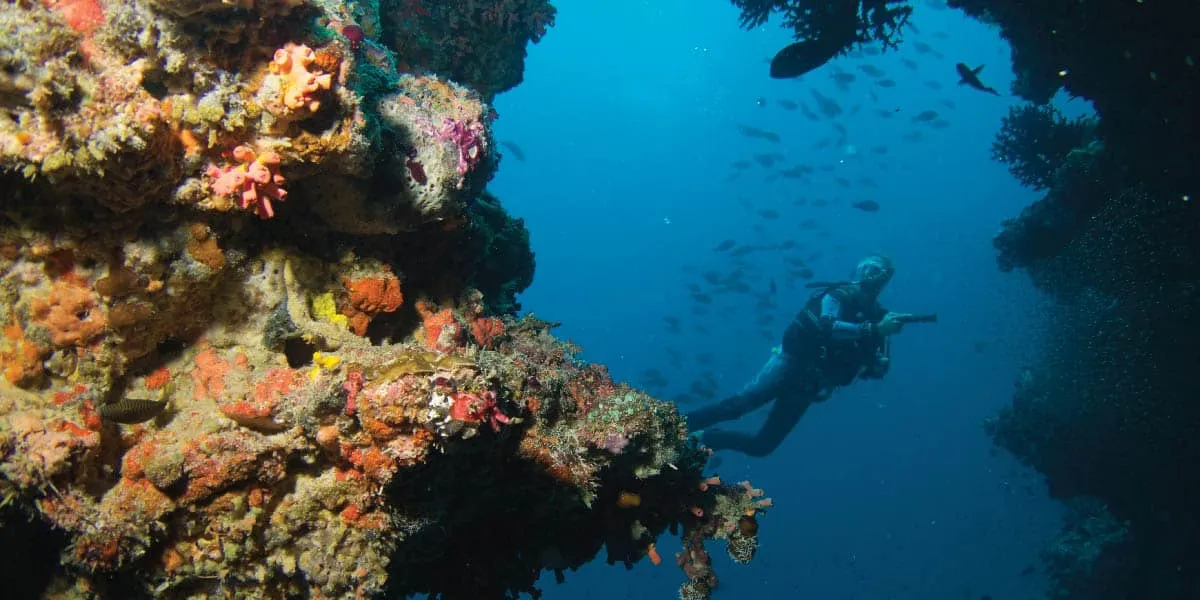 Scuba diver swimming beside a coral-covered reef wall