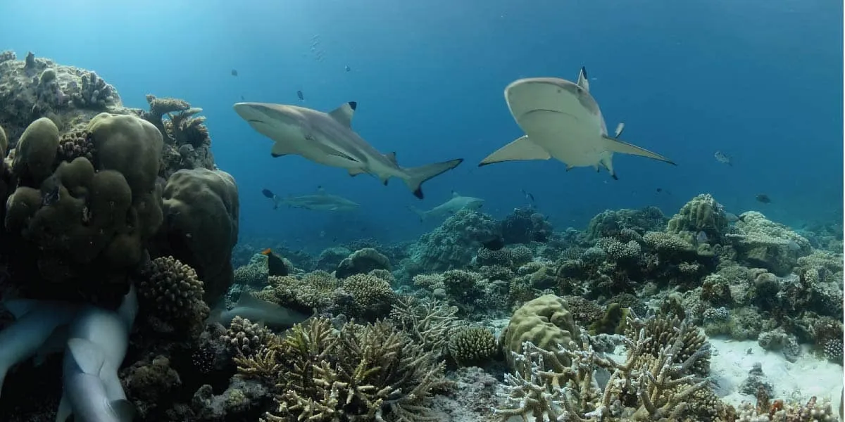 Blacktip reef sharks swimming over a coral reef