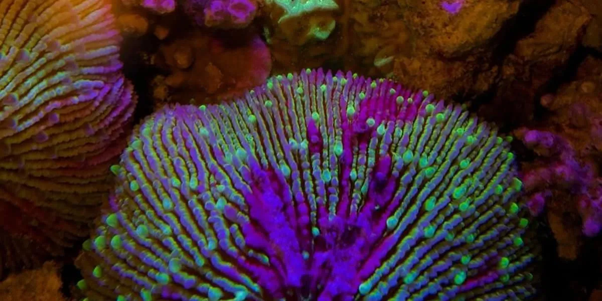 Close-up of purple and green corals on a reef