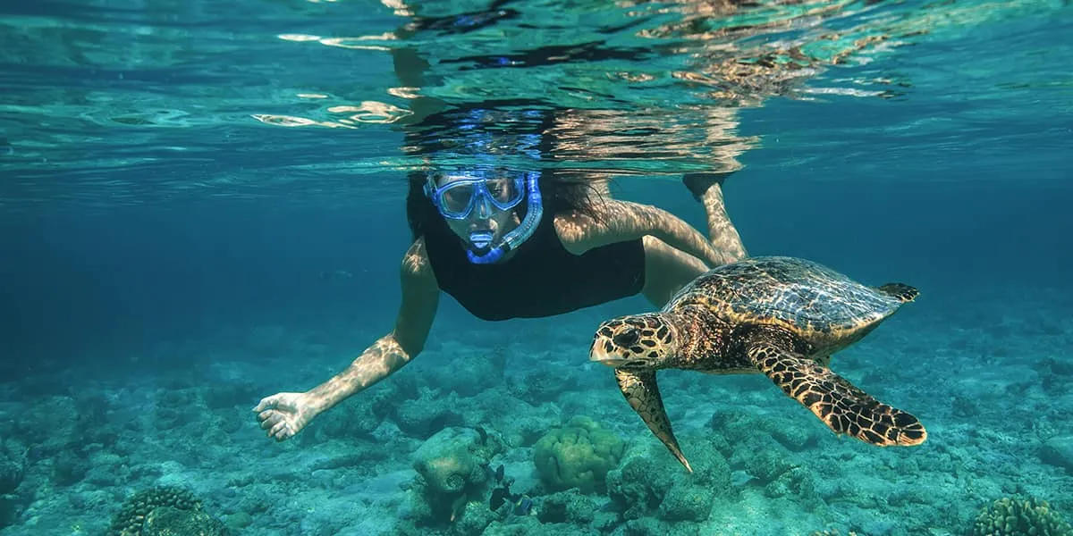 Snorkeller swimming alongside a hawksbill turtle over the reef
