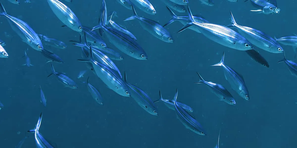 School of silvery blue fish swimming in open water