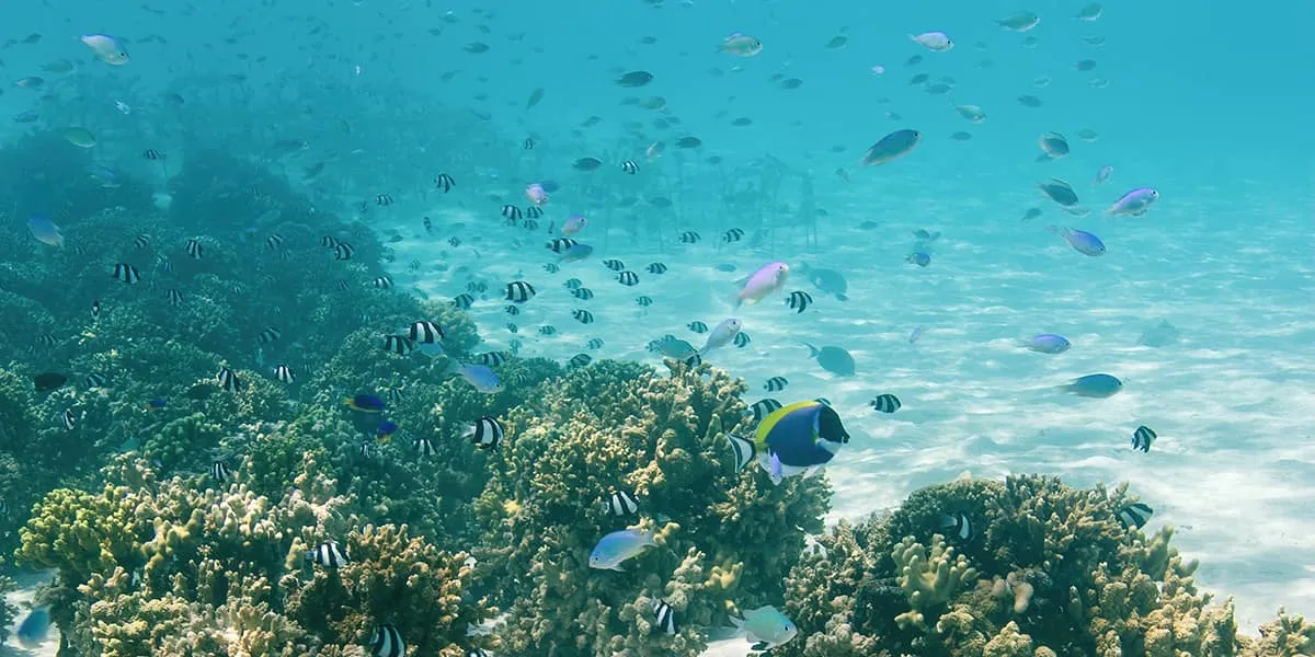Colourful reef fish swimming above coral in clear shallow water