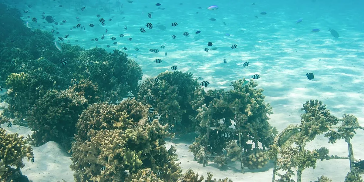 Reef fish swimming over coral in clear, sunlit shallow water