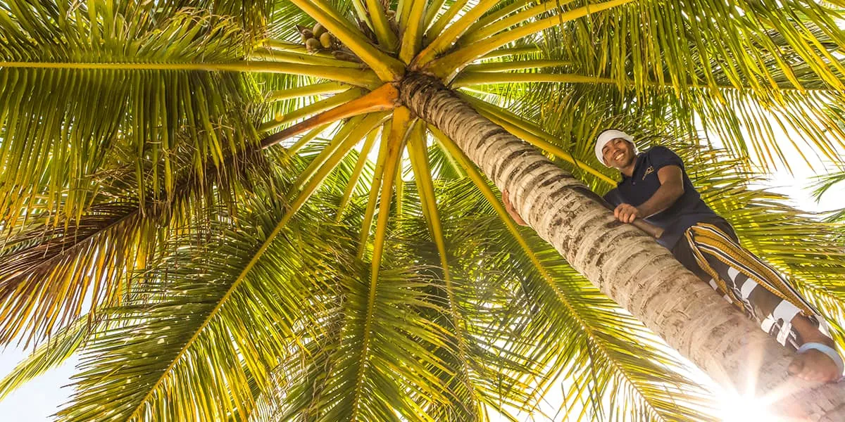 Looking up at a man climbing a coconut palm against the sun