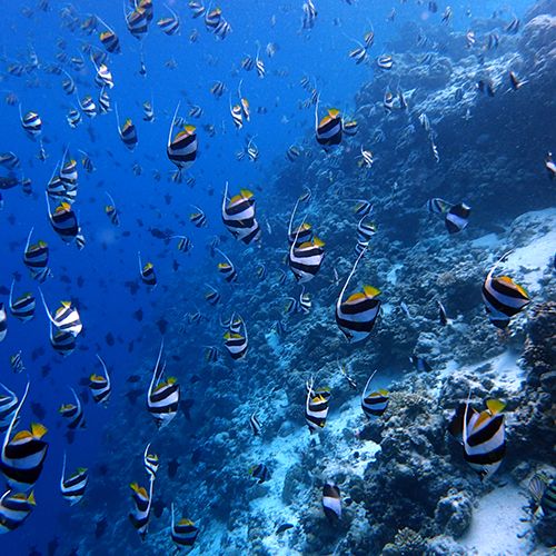 DIVE INTO ADVENTURE WITH BAROS MALDIVES' UNDERWATER ECO EXPLORER