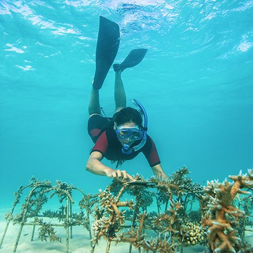 BAROS MALDIVES LEADS PIONEERING EFFORTS IN CORAL PRESERVATION