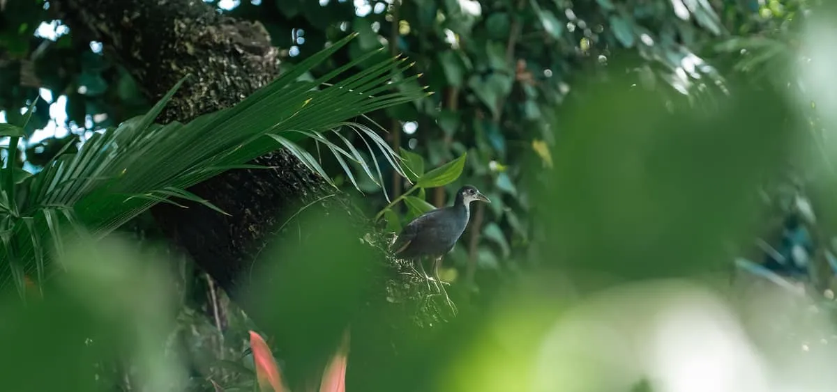 Bird perched among lush tropical leaves in soft green light