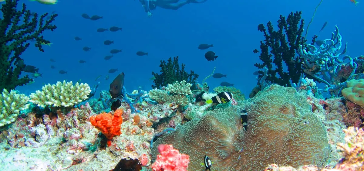 Colourful coral reef with fish swimming in clear blue water