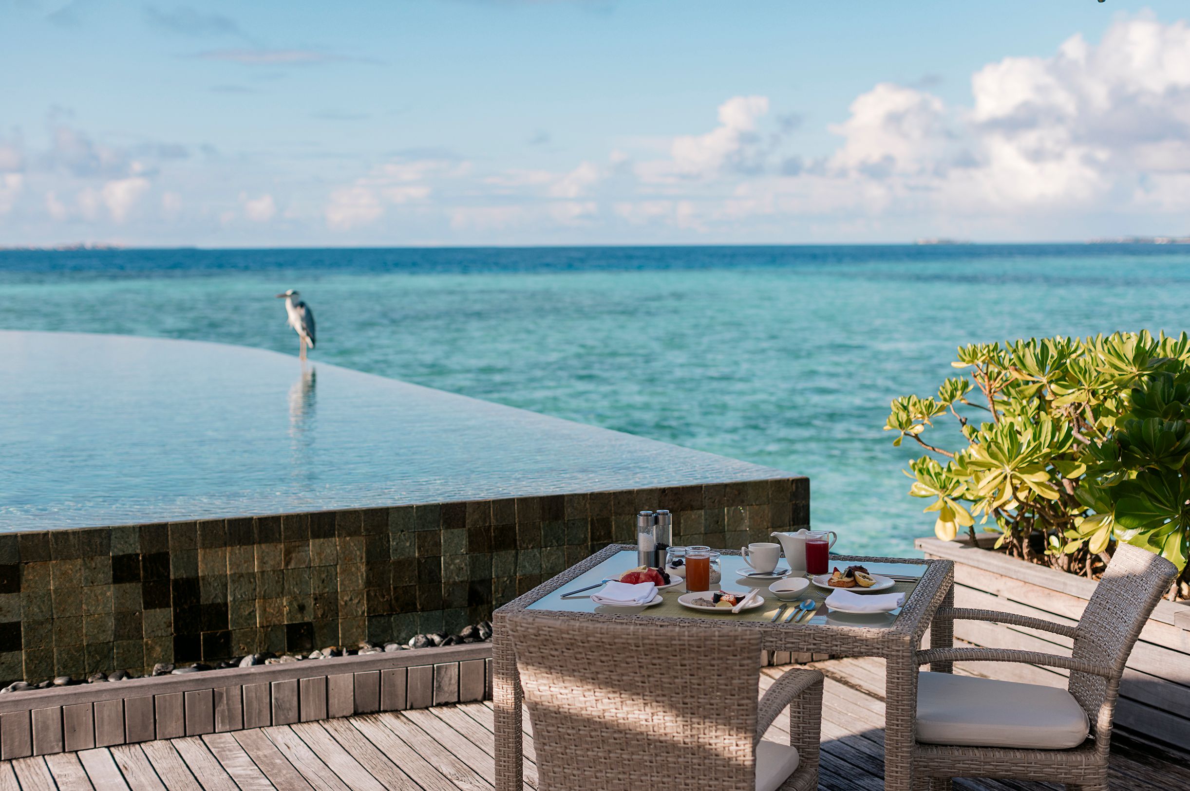 A heron perched on the infinity pool edge beside a breakfast table at Lime