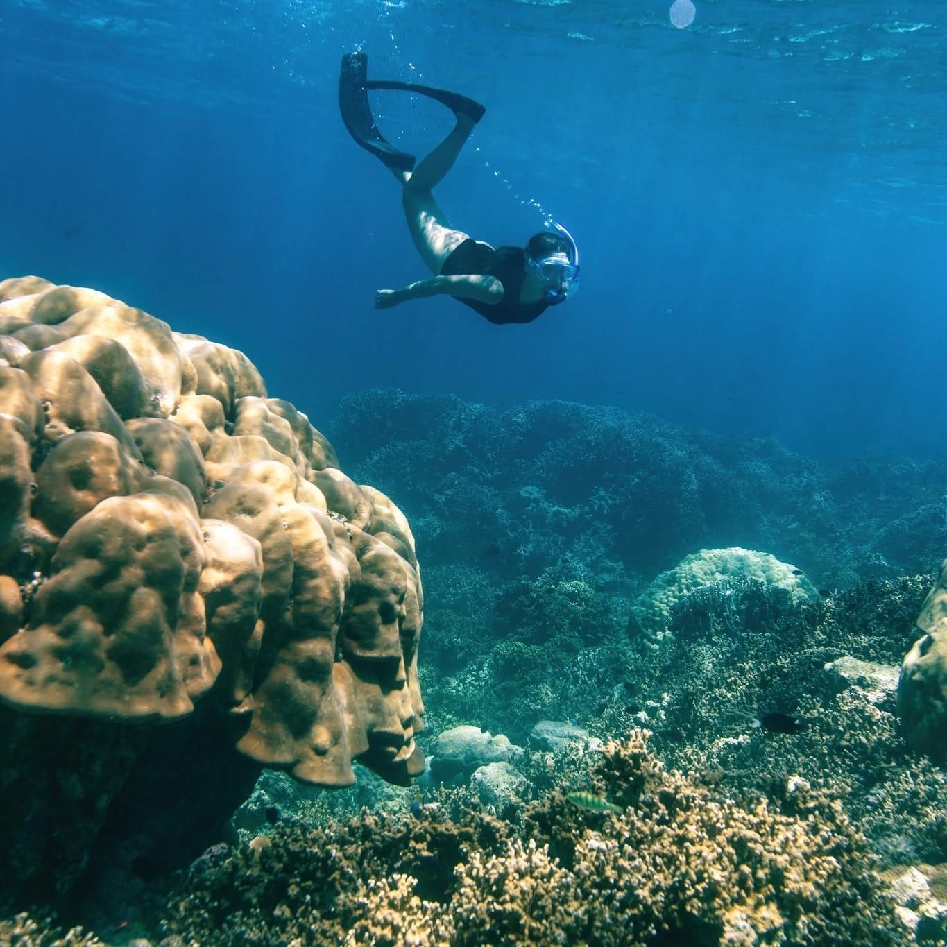 Snorkeller diving down beside a large coral head on the reef