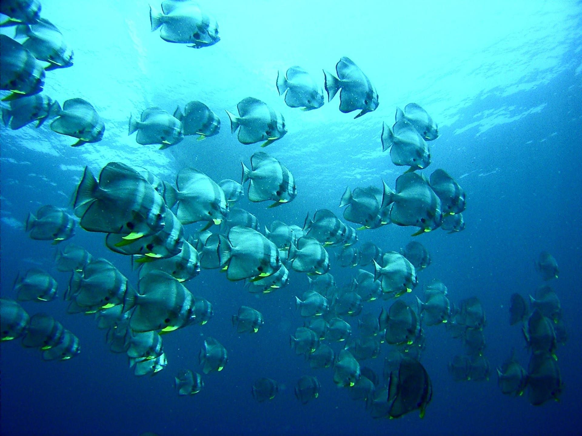 School of batfish swimming in blue water