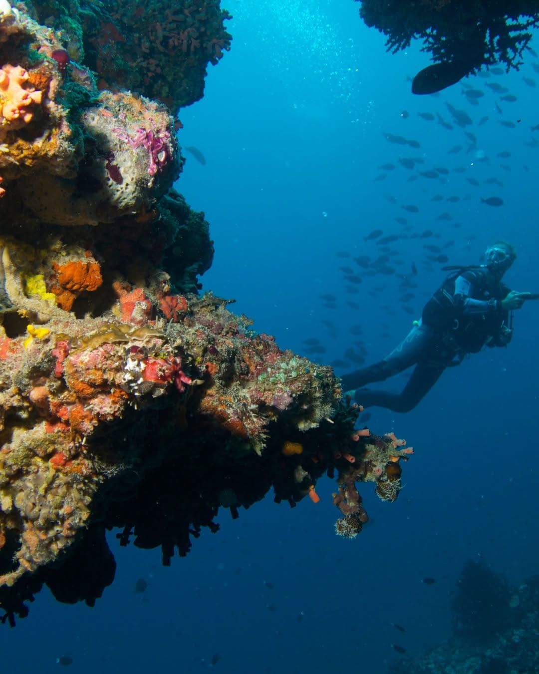 Diver exploring a coral-covered overhang in deep blue water