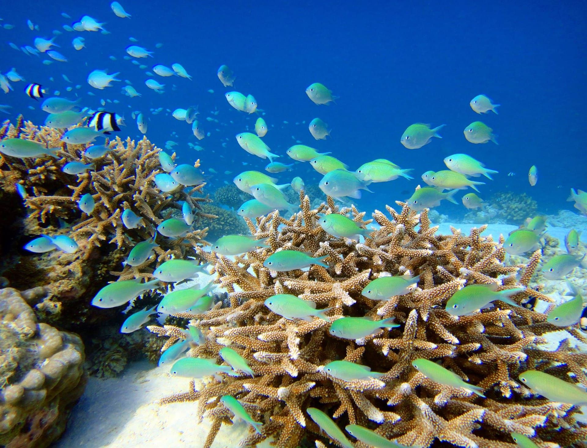Shoal of fish swimming over branching coral