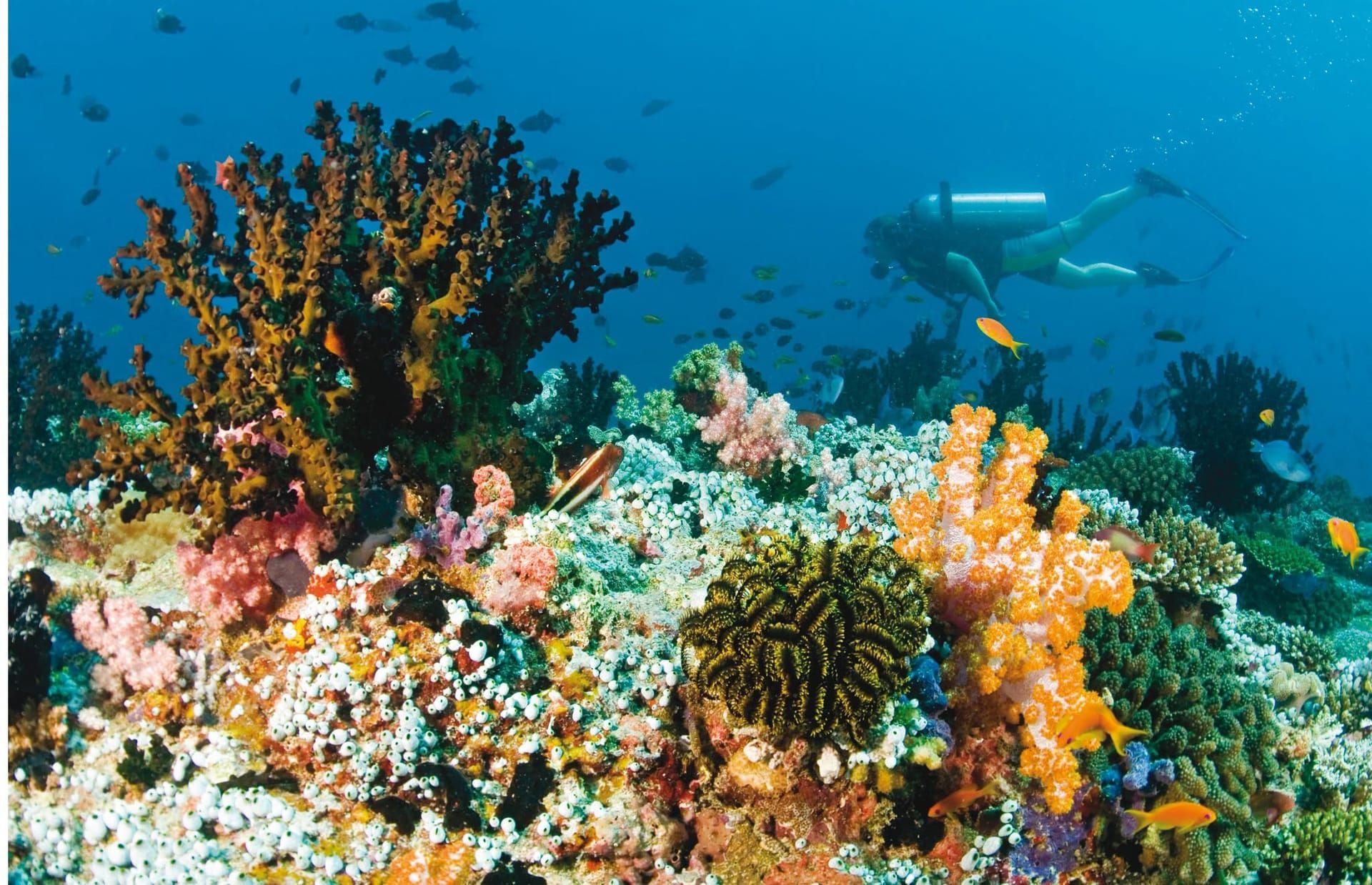 Scuba diver swimming over a colourful coral reef with soft corals and fish