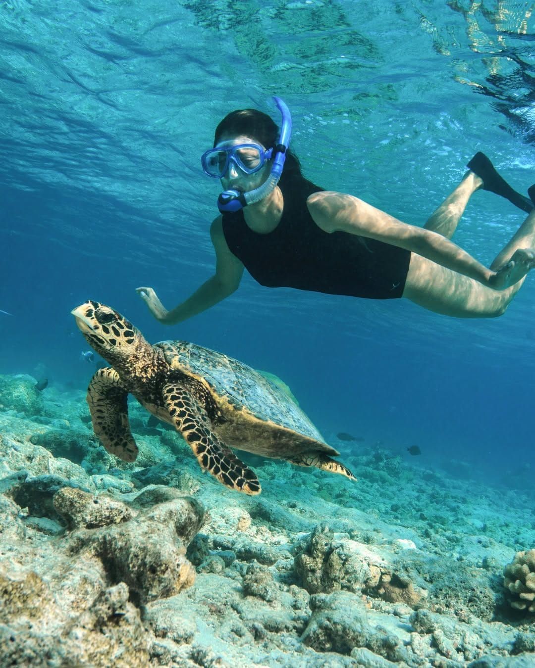 Snorkeller swimming alongside a green sea turtle over the reef
