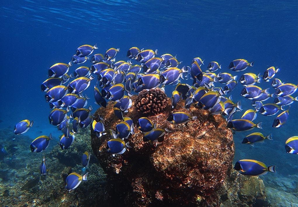 School of powder-blue surgeonfish swarming around a coral head