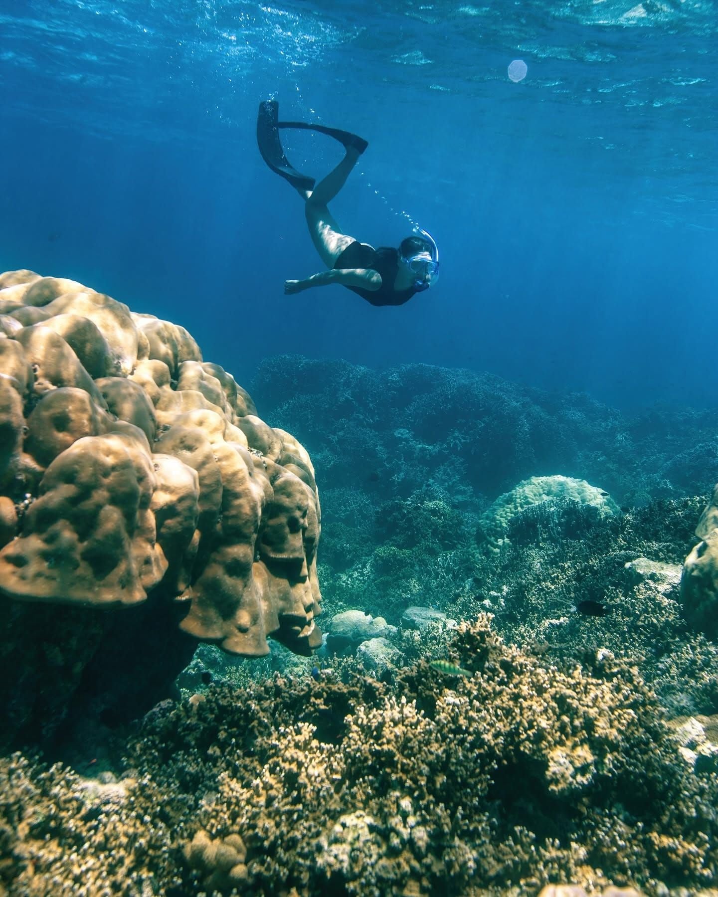 Snorkeller diving down beside a large coral head on the reef