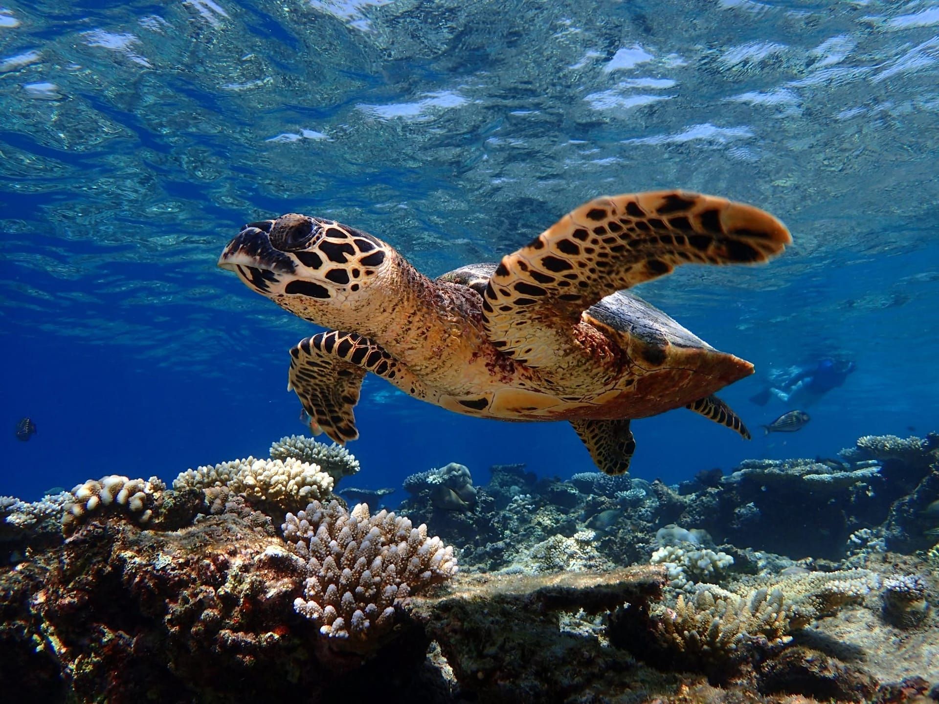 Hawksbill turtle swimming above a coral reef