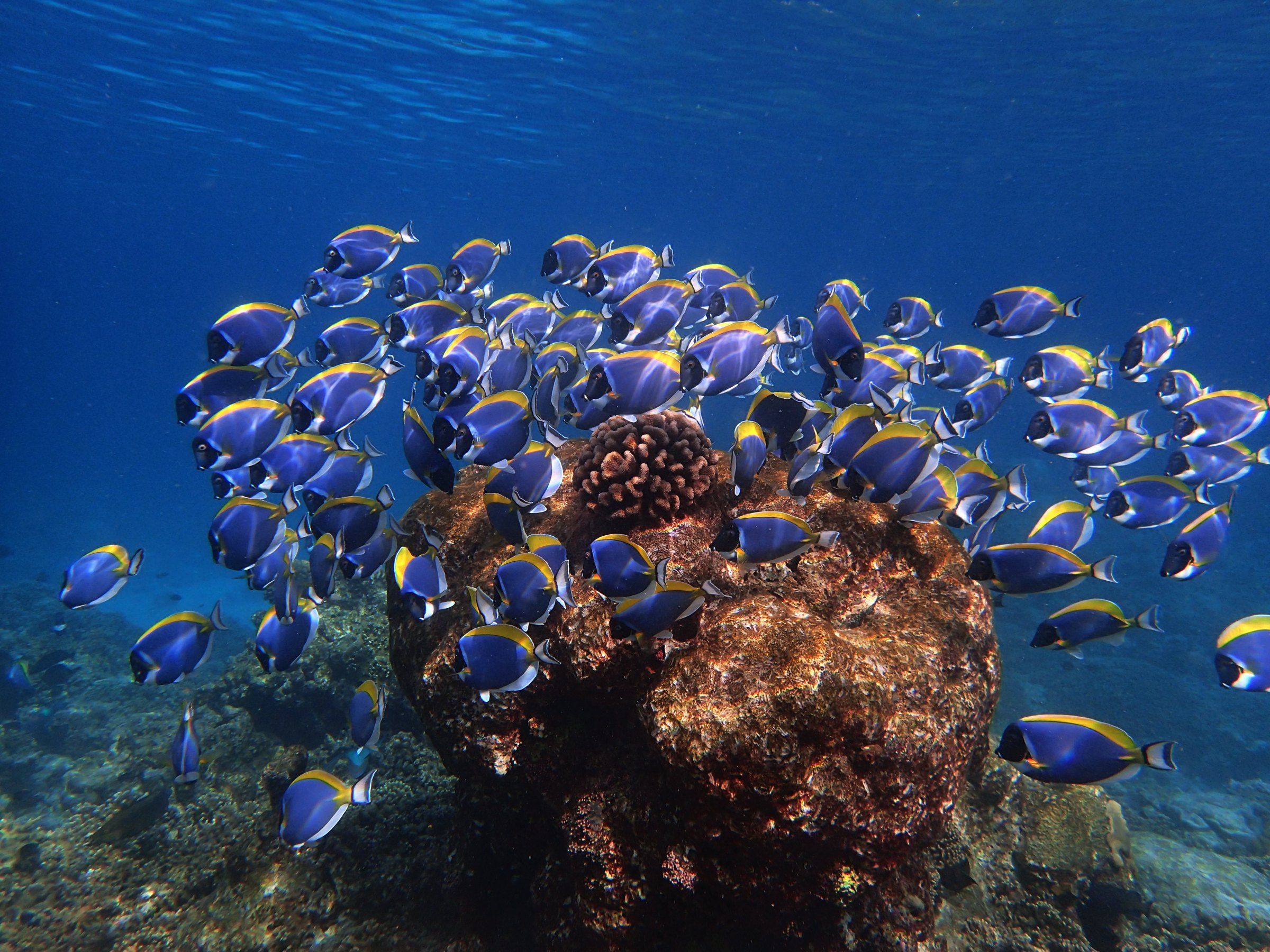 A shoal of powder-blue surgeonfish gathered around a coral head on the house reef