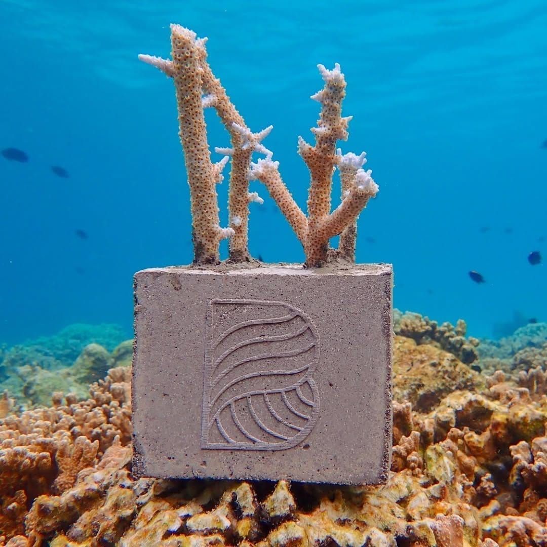 Coral fragments growing on a Baros-branded coral frame on the reef