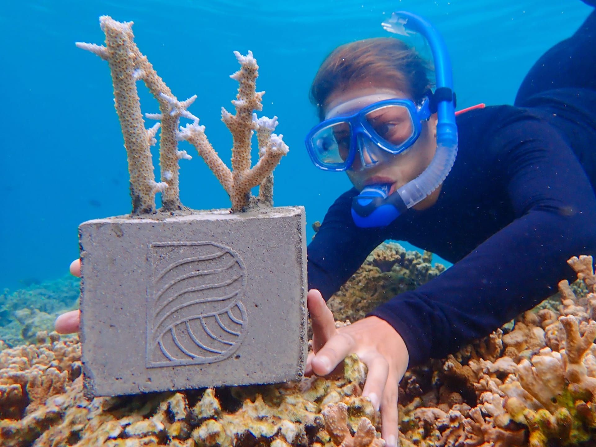 Snorkeller placing a coral frame with growing coral on the seabed