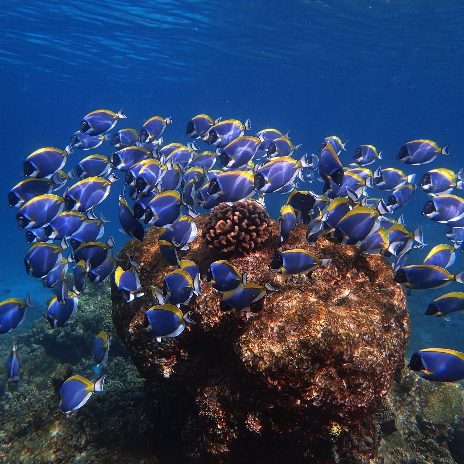 School of powder-blue surgeonfish around a coral outcrop