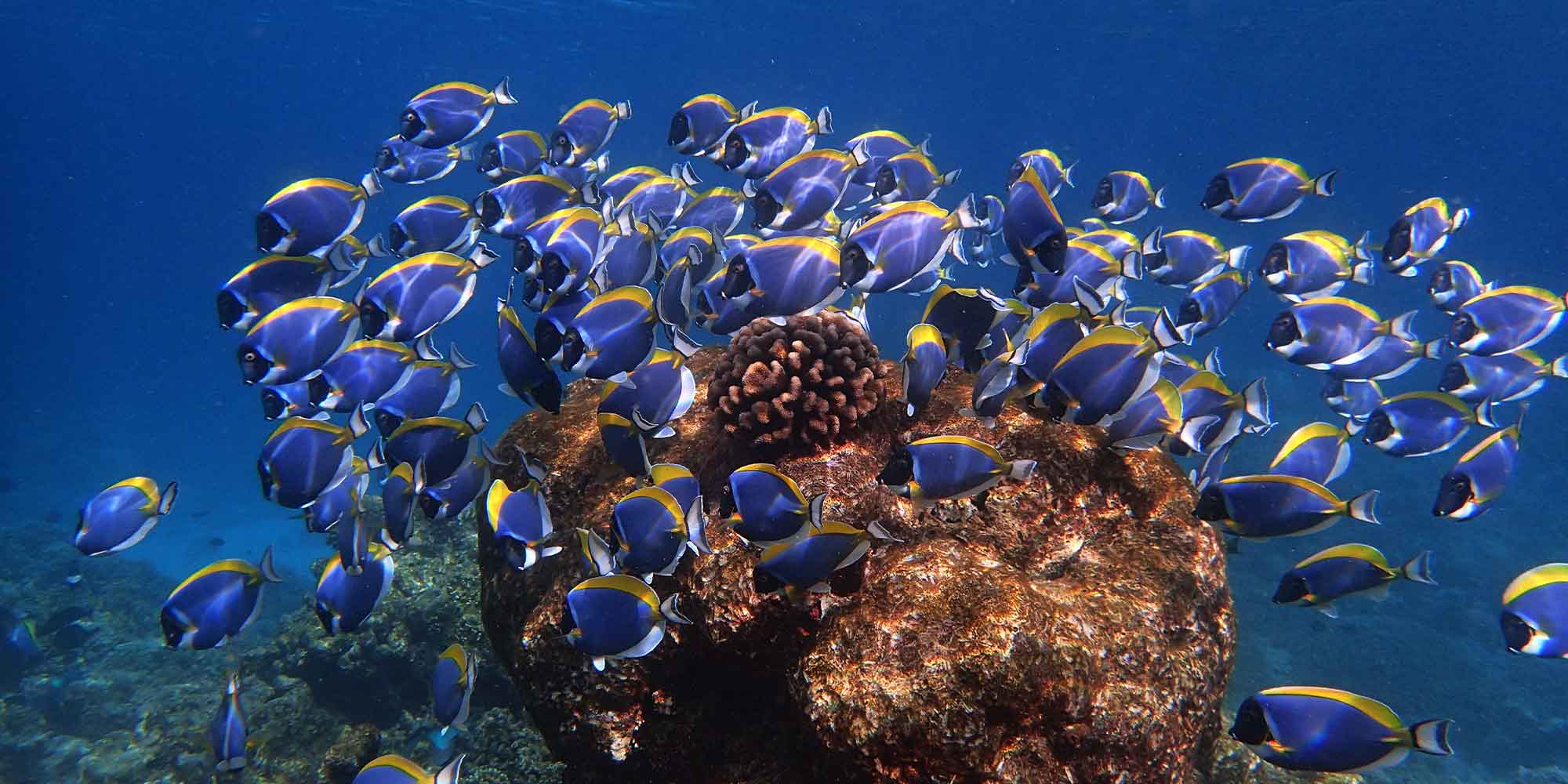 Underwater Aquatic Kingdom at Baros Maldives