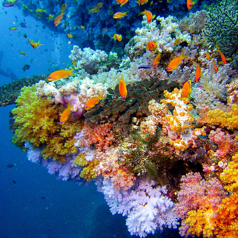 Coral Discovery at Baros Maldives