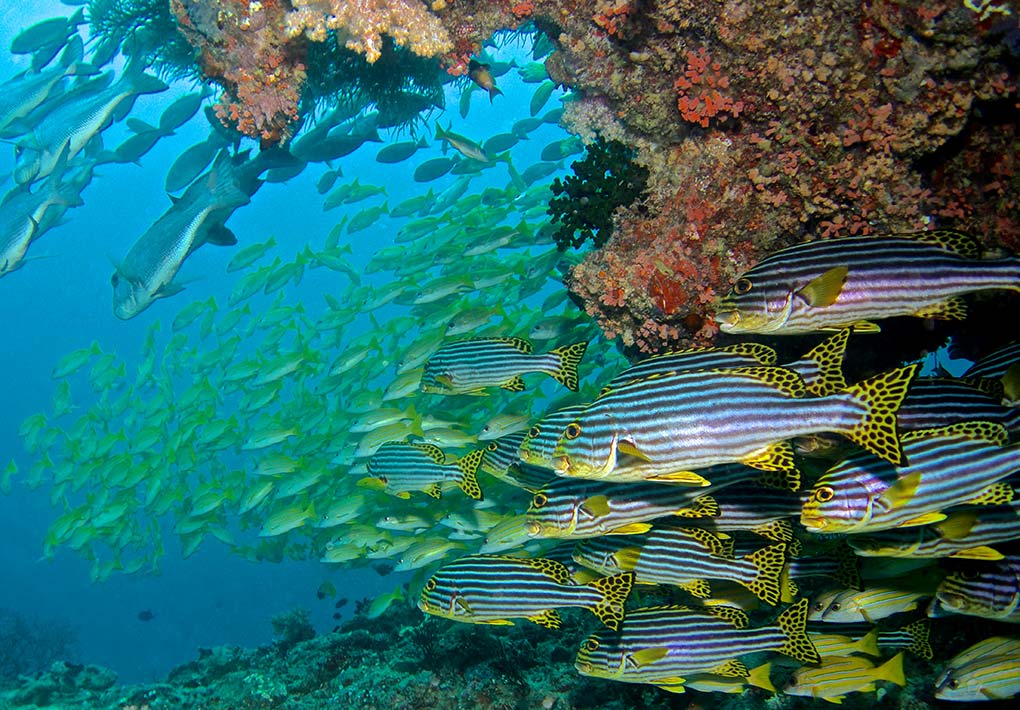 Diving into the Maldives Aquatic Kingdom at Baros Maldives