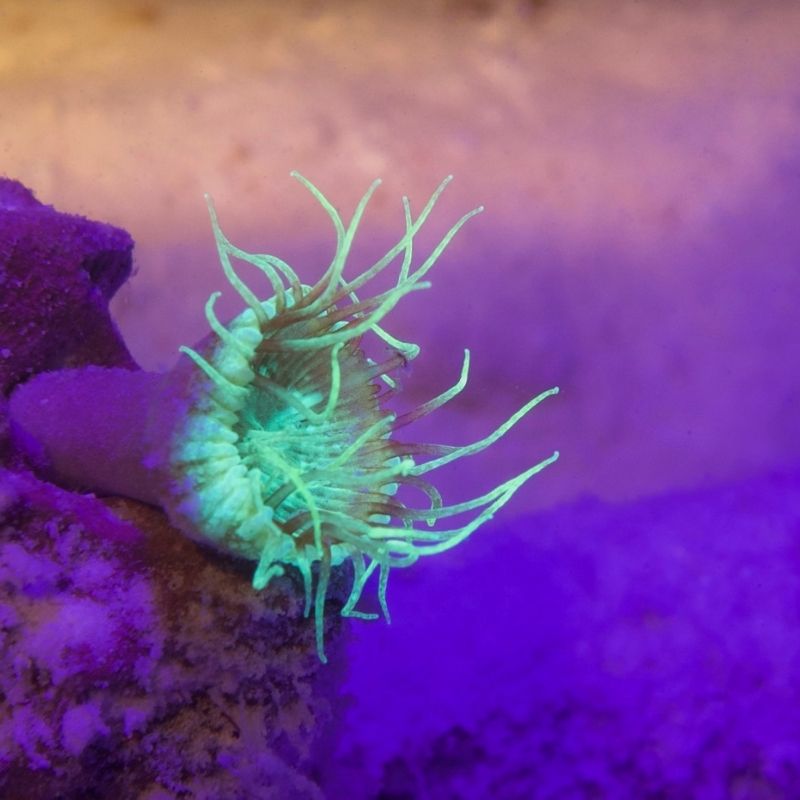 Sea Creatures in Maldives 