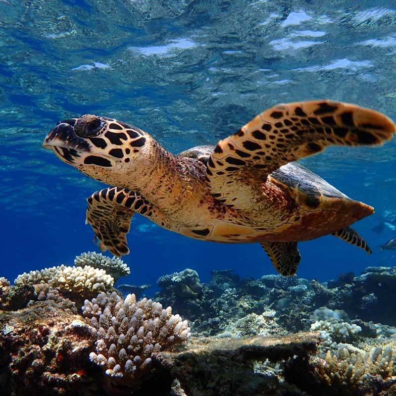 Sea Turtles in Maldives 