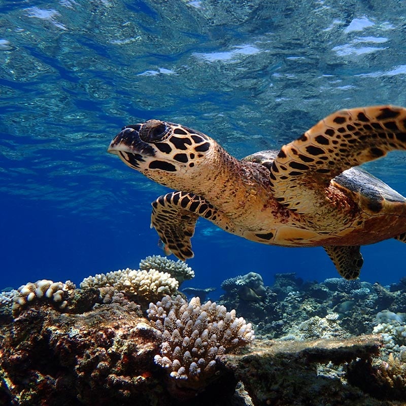 Sea Turtles in Maldives