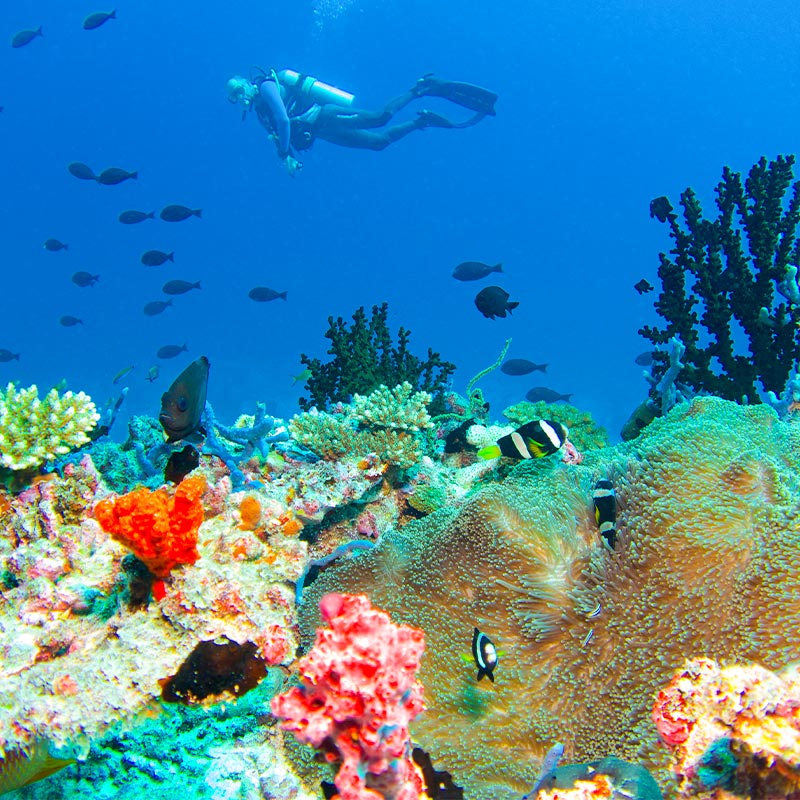 Man Discovering the Corals at Baros Maldives