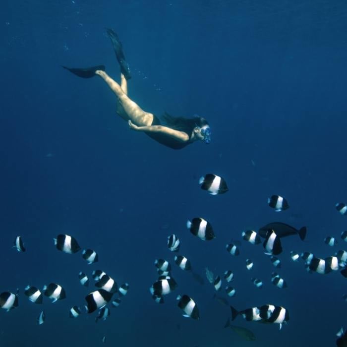 Snorkelling with Aquatic Creatures at Baros Maldives 