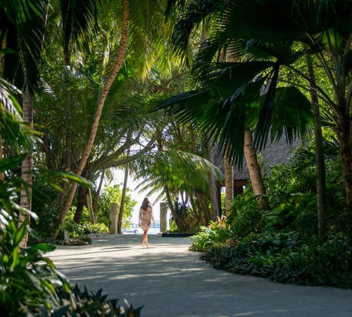 Tropical Environment at Baros Maldives 