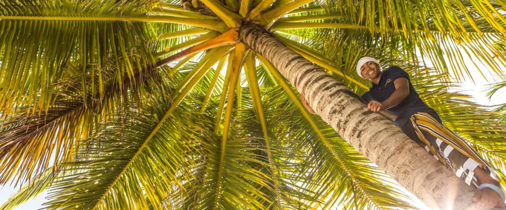 Man Climbing a Coconut Tree in Maldives