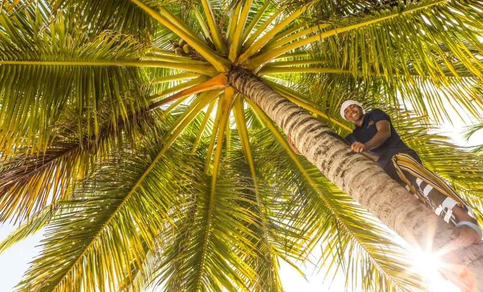 Man Climbing a Coconut Tree at Baros Maldives